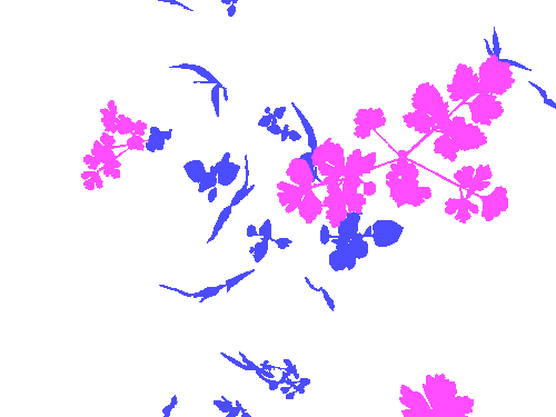 Sample annotation mask from Carrot-Weed