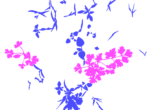 Sample annotation mask from Carrot-Weed