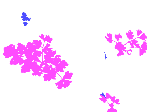 Sample annotation mask from Carrot-Weed