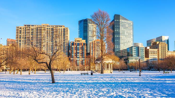 Barren trees in a park with modern buildings and blue sky behind