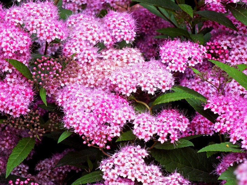 Spirea