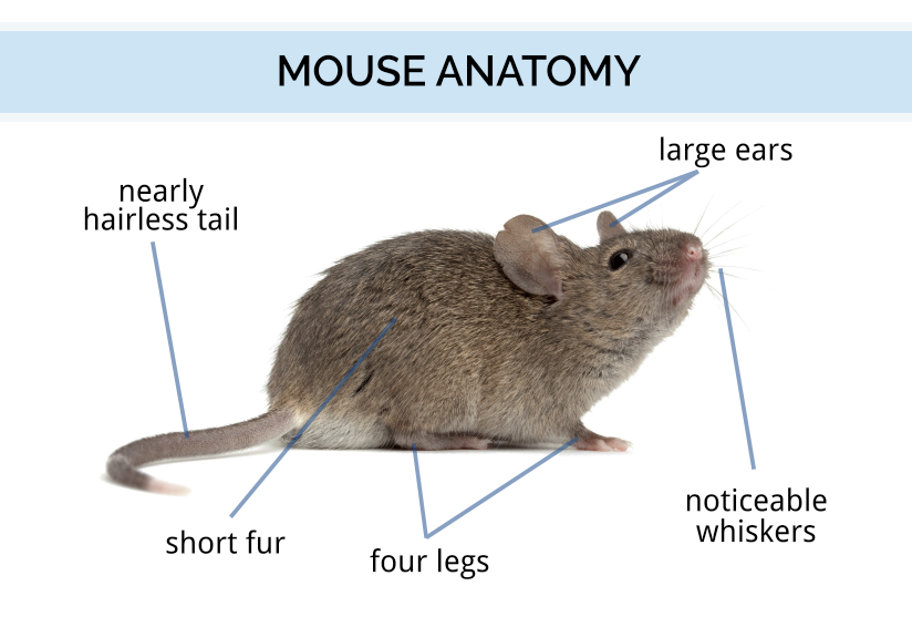 Reproductive Cycle Of Mice