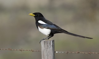  - Yellow-billed Magpie