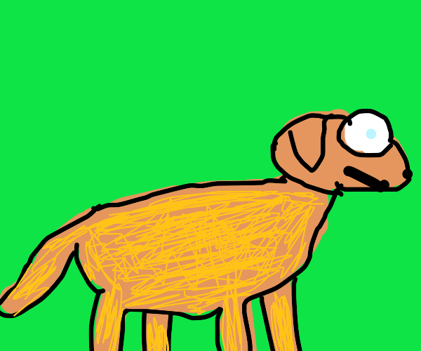 Orange dog with big white eyes