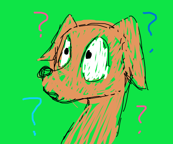 Bewildered Dog