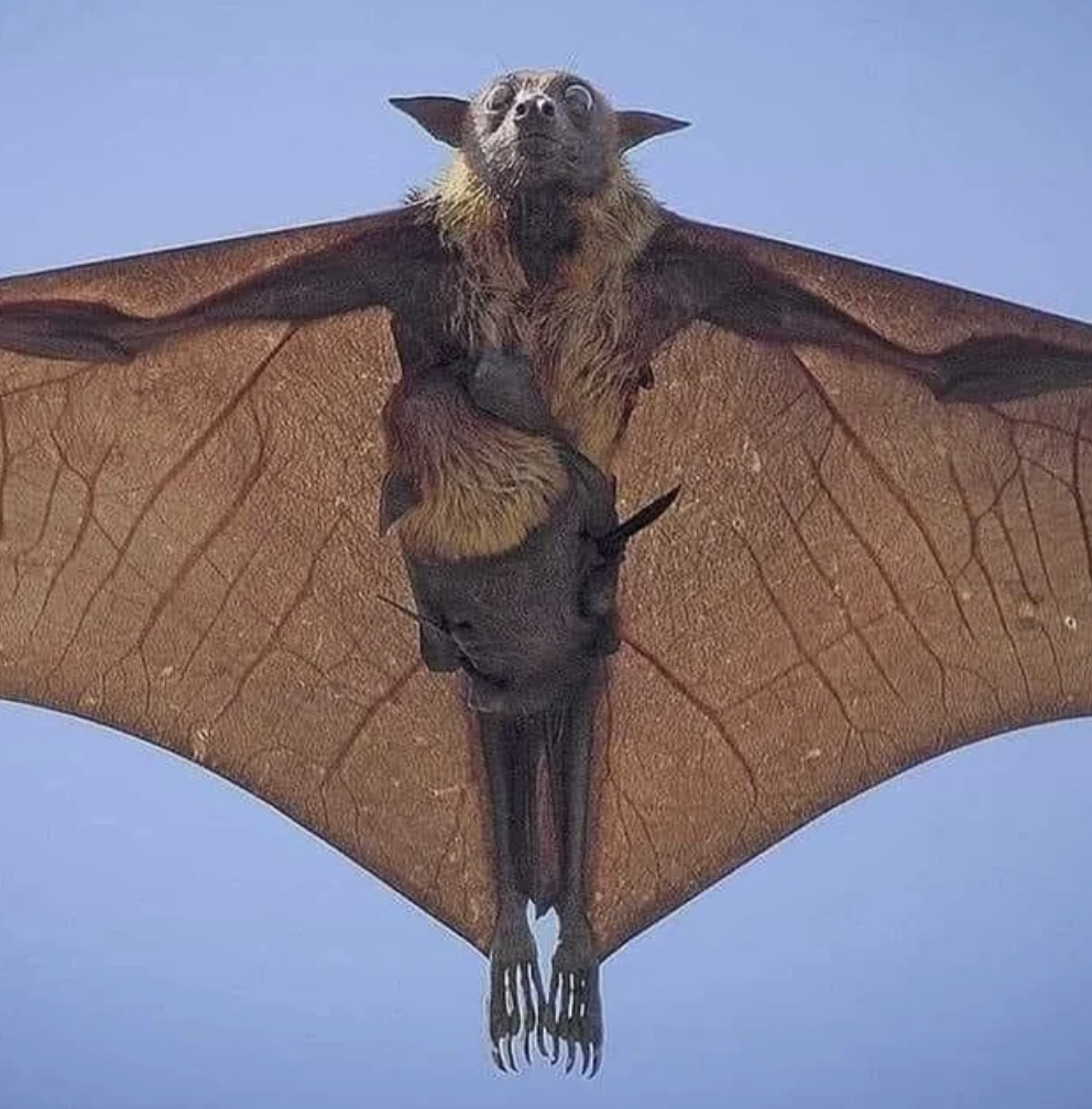 bat flying with baby