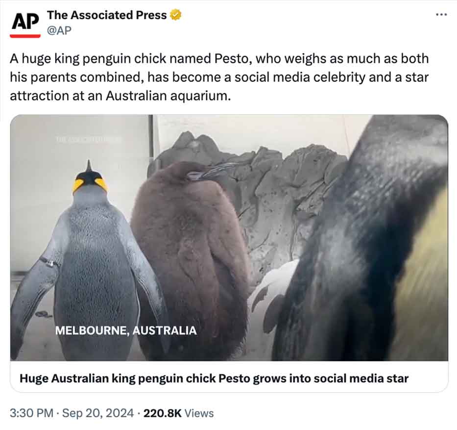 pesto penguin --  emperor penguin - Ap The Associated Press A huge king penguin chick named Pesto, who weighs as much as both his parents combined, has become a social media celebrity and a star attraction at an Australian aquarium. Melbourne, Australia H