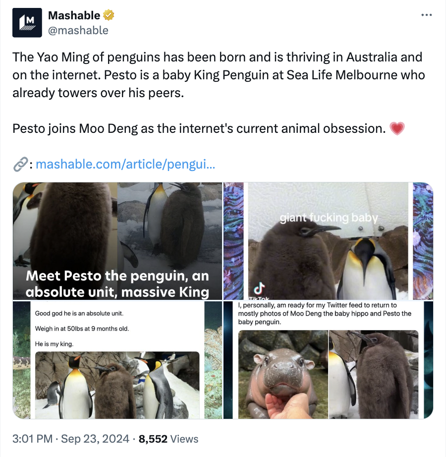 pesto penguin - emperor penguin - Mashable The Yao Ming of penguins has been born and is thriving in Australia and on the internet. Pesto is a baby King Penguin at Sea Life Melbourne who already towers over his peers. Pesto joins Moo Deng as the internet'