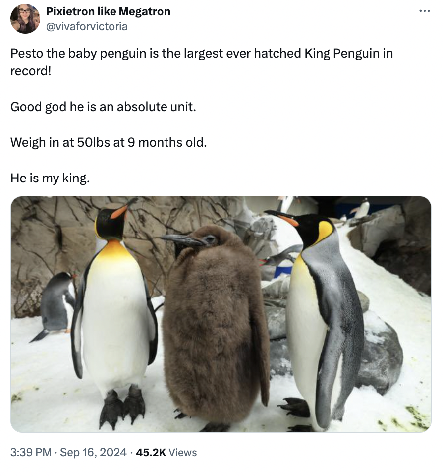 pesto penguin - pesto baby penguin - Pixietron Megatron Pesto the baby penguin is the largest ever hatched King Penguin in record! Good god he is an absolute unit. Weigh in at 50lbs at 9 months old. He is my king. Views