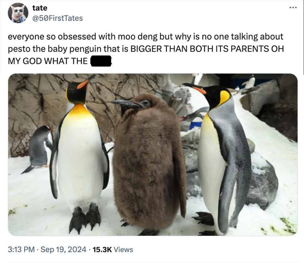 pesto penguin - pesto giant baby penguin - tate everyone so obsessed with moo deng but why is no one talking about pesto the baby penguin that is Bigger Than Both Its Parents Oh My God What The Views