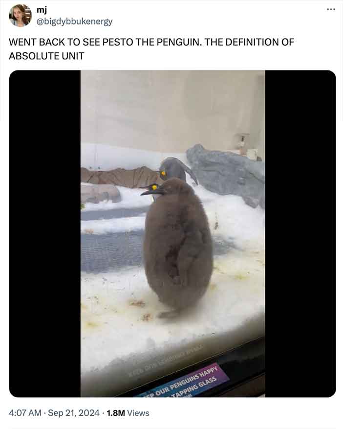 pesto penguin - emperor penguin - mj Went Back To See Pesto The Penguin. The Definition Of Absolute Unit 1.8M Views Our Penguins Happy Tapping Glass