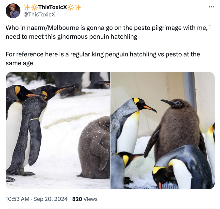 pesto penguin - pesto king penguin - ThisToxicX Who in naarmMelbourne is gonna go on the pesto pilgrimage with me, i need to meet this ginormous penuin hatchling For reference here is a regular king penguin hatchling vs pesto at the same age 820 Views