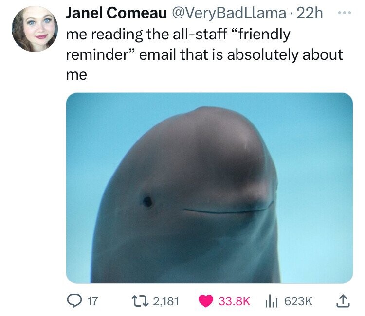 beluga whale - Janel Comeau Llama 22h me reading the allstaff "friendly reminder" email that is absolutely about me 17 2,181