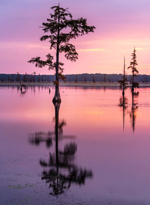 A balanced composition: Serene view of trees over a lake at sunset