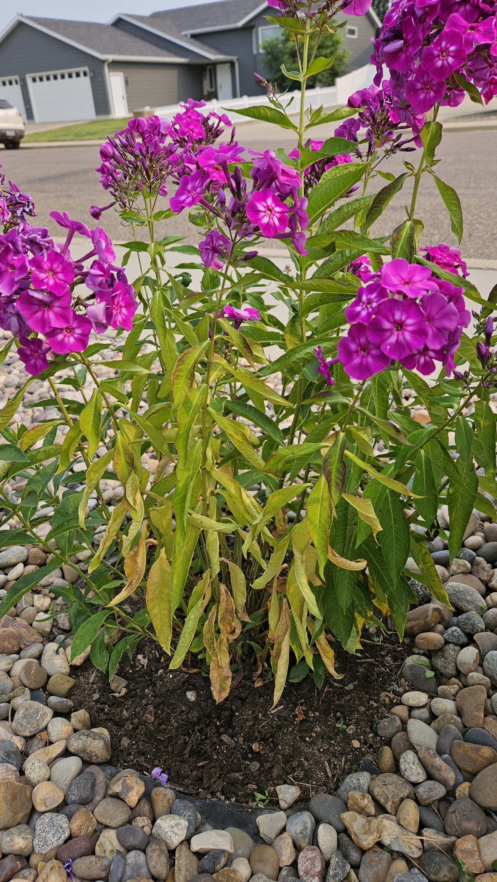 Phlox with foliage disease.jpg