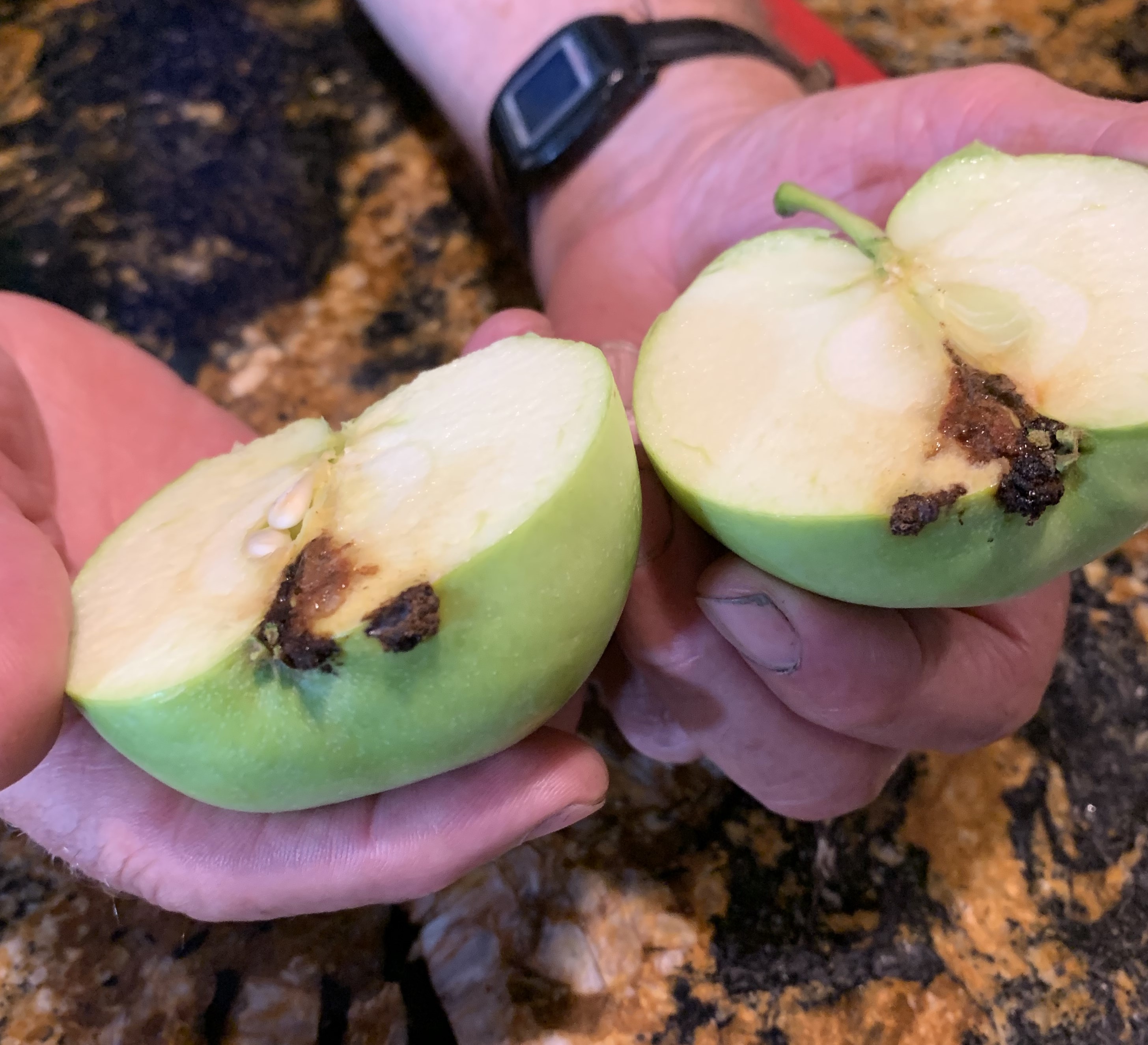 Apple with coddling moth damage Aug. 2024.jpg