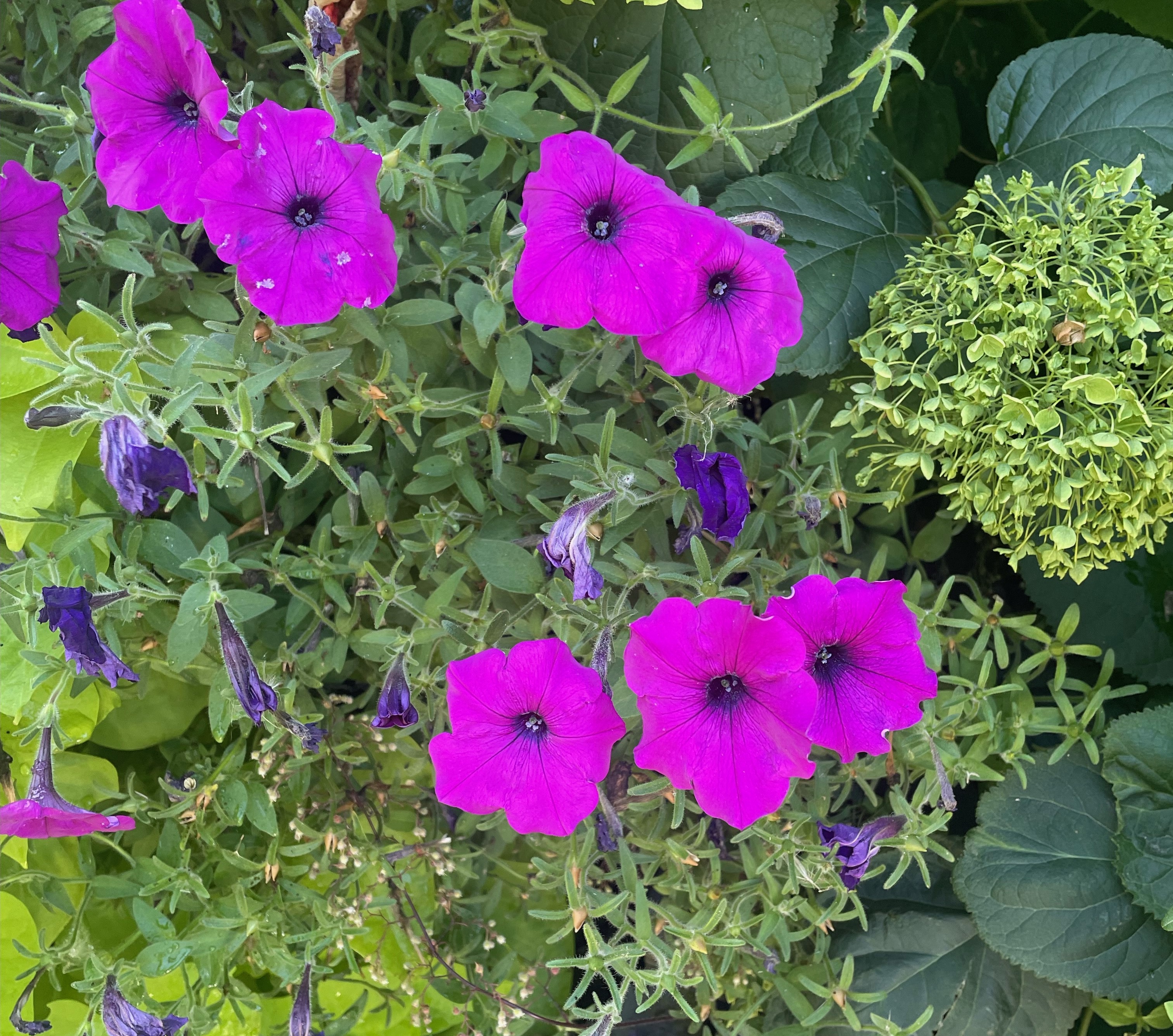 Petunias becoming leggy Sept. 2024.jpeg