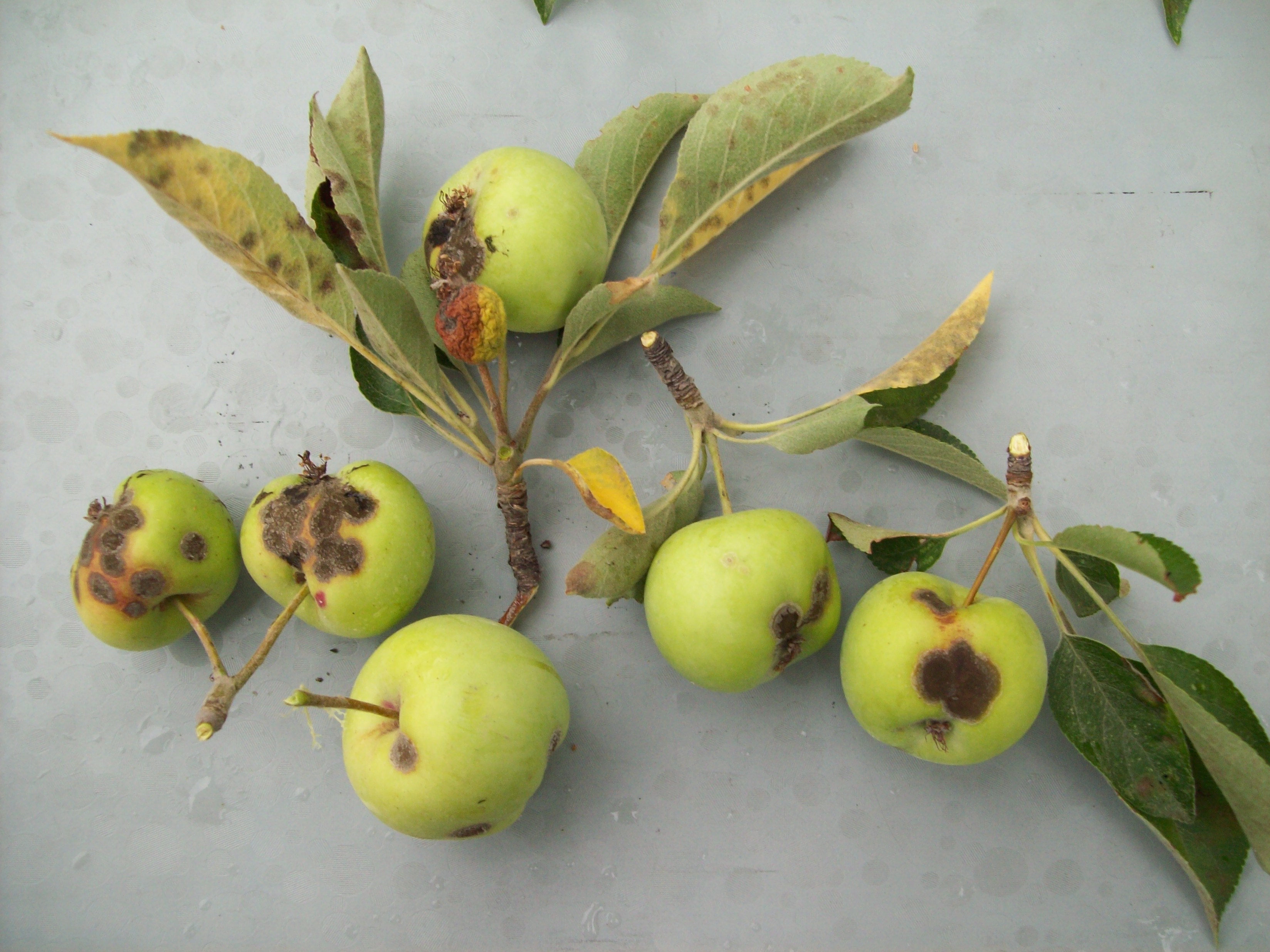 Apple scab, which is common in the region, is caused by a fungus that attacks both leaves and fruit. Wikipedia.com photo / Special to The Forum