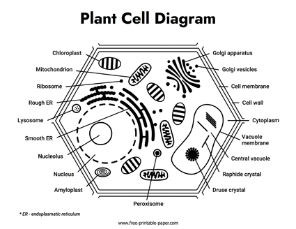 Plant Cell Diagram