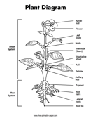 Plant Diagram