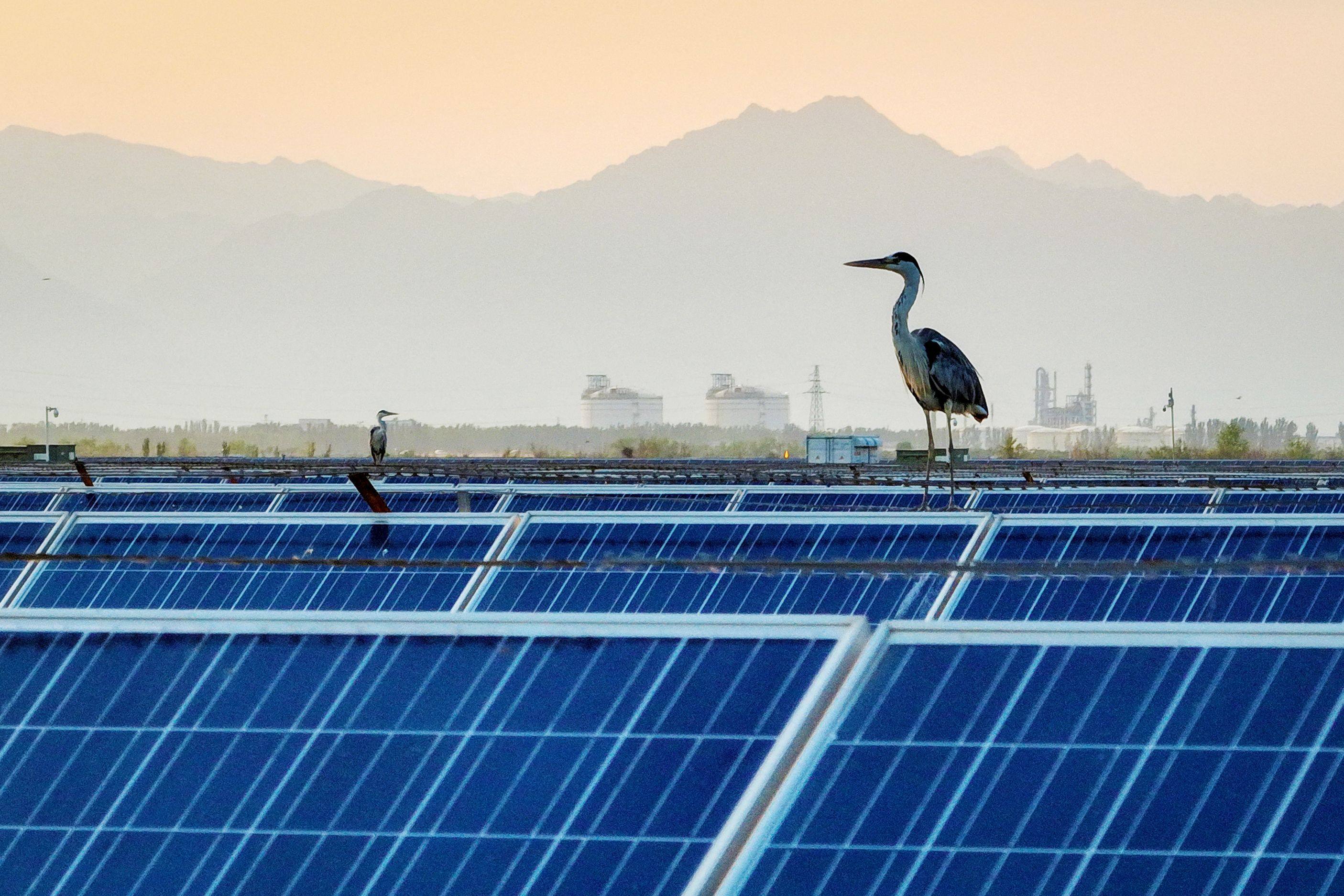 An egret rests atop solar panels at a photovoltaic power generation base in Yinchuan, in northwestern China’s Ningxia region, on July 9. Photo: AFP