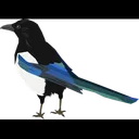 Free Magpie Wildlife Bird Icône