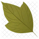 Acer Rubrum  Icon