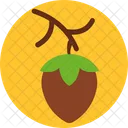 Acorn  Icon