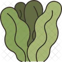 Algae Seaweed Plant Icon