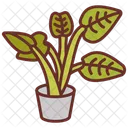 Alocasia portadora  Icon