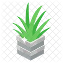 Indoor Plant Ornamental Plant Houseplant Decoration Icon