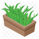 Aloe Vera  Icon