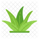 Aloe Vera  Icon