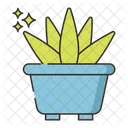 Aloe Vera  Symbol