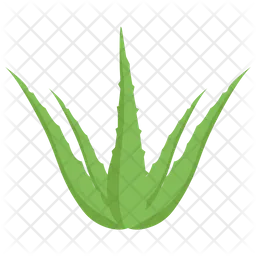 Aloe Vera Pflanze  Symbol