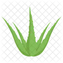 Aloe Vera Plant  Icon