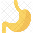 Anatomie Humain Estomac Organe Icône