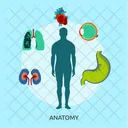 Anatomy  Icon