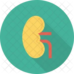 Anatomy  Icon