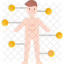 Anatomy Human Body Body Details Icon