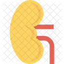 Anatomy Biology Kidney Icon