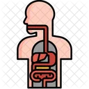 Anatomy  Icon