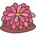 Anemone  Icon