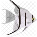 Angelfish  Icon