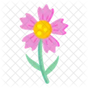 Aster Flower  Icon