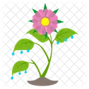 Aster Flower  Icon