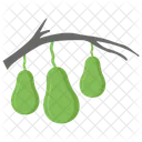 Avocadopflanze  Symbol