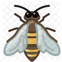 Bee  Icon