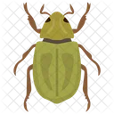 Beetle Insect Scarab Beetle Icon