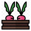 Beetroot Beet Harvest Icon